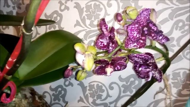Орхидея Дикий Кот! смотреть онлайн