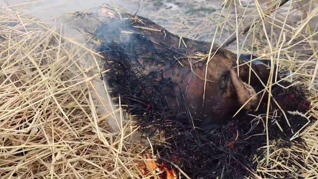 як ми смалимо соломою кабана . смотреть онлайн