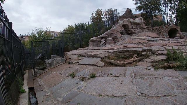 My GoPro Life. Голубой Баран (Нахур). Московский Зоопарк / Zoo (Full HD) смотреть онлайн