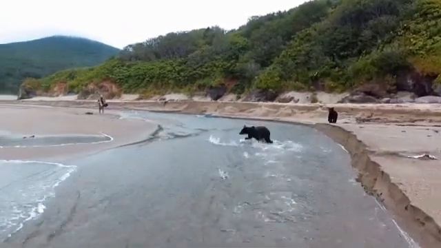 МЕДВЕДЬ ПОЙМАЛ РЫБУ 🐻 смотреть онлайн