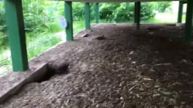 Как просто оборудовать выгул для кур