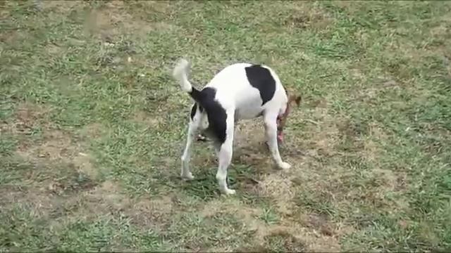 Новозеландский холостяк учит меня делать деревянные гвозди смотреть онлайн