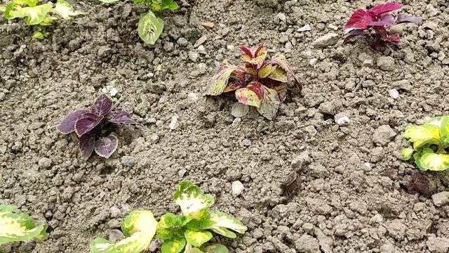 ЖИЗНЬ В КРАСНОДАРСКОМ КРАЕ/У дураков мысли сходятся/Защита проекта в ШКИ смотреть онлайн