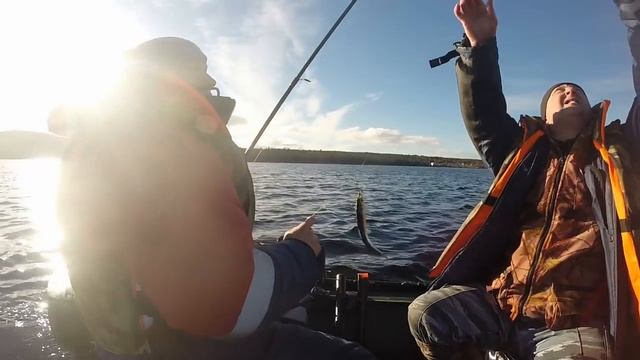 Селёдка "беломорка". 2 часа ловли с эхолотом. смотреть онлайн