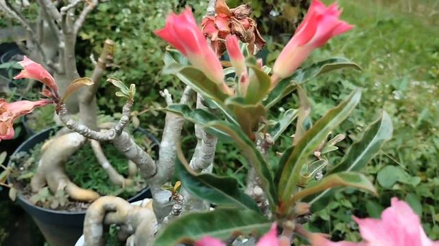 Adenium Di Musim Hujan Daun Gundul Tapi Masih Berbunga смотреть онлайн
