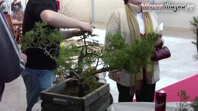 Что такое Бонсай? смотреть онлайн