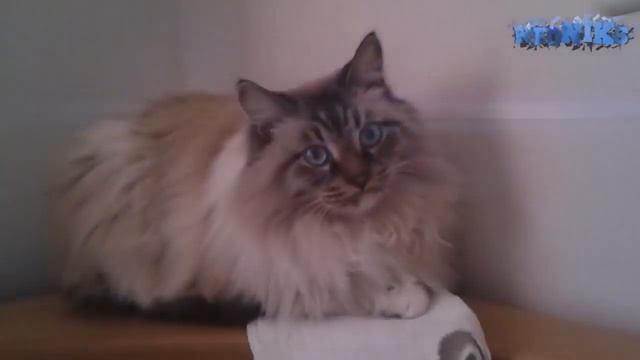 Залипающий, лохматый кот под Meg amp Dia Monster (Remix) смотреть онлайн