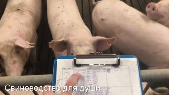 В каком возрасте осеменять свинью первый раз?сколько месяцев и сколько должна весить! смотреть онлайн