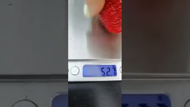 #малинаИклубника #ягодныйбизнес #кабрилло Американец рулит! Вся правда о сорте Кабрилло. смотреть онлайн