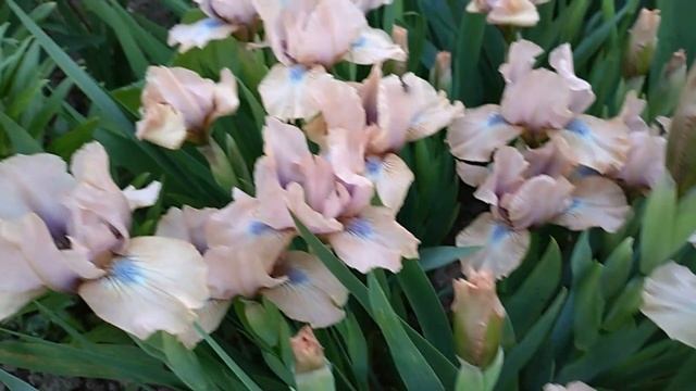 ДАЧА. Приглашаю в мой сад! смотреть онлайн