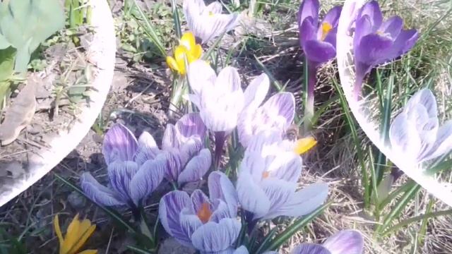 Первые весенние цветы. Крокусы цветут / Flowers смотреть онлайн