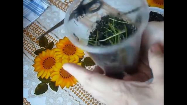 Она обязательна, стрижка!