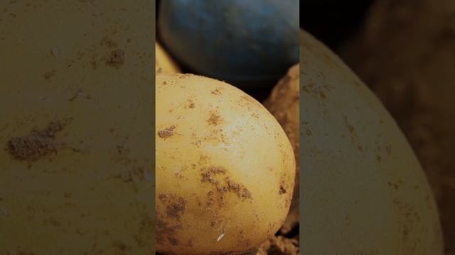 Новый ранний сорт картофеля - Примабелль смотреть онлайн