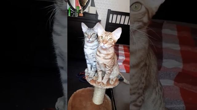 Котята оцикет питомника Amagitsune*RU смотреть онлайн