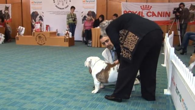 Club Show'2010 of Club Bulldog Bulgaria, Class Champion Male смотреть онлайн