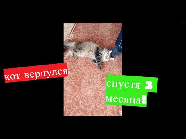 Кот вернулся спустя 3 месяца !!!//необыкновенная история.. смотреть онлайн