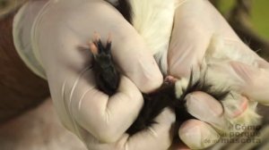 Морские свинки—как определить пол морской свинки