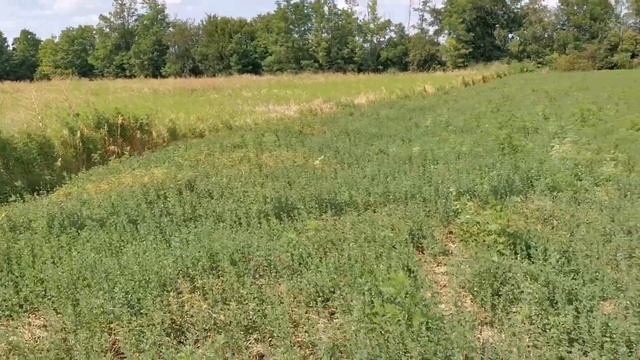 Люцерна посеянная с овсом под правую ногу. смотреть онлайн