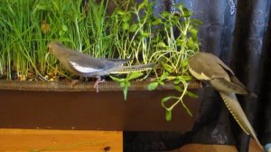 Зелень: полноценное питание попугая кореллы