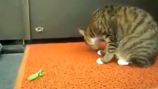 Обычный Кот против Кунг Фу богомола! смотреть онлайн