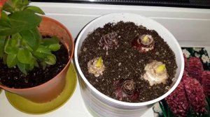 САЖАЕМ  ГИАЦИНТЫ  НА ВЫГОНКУ