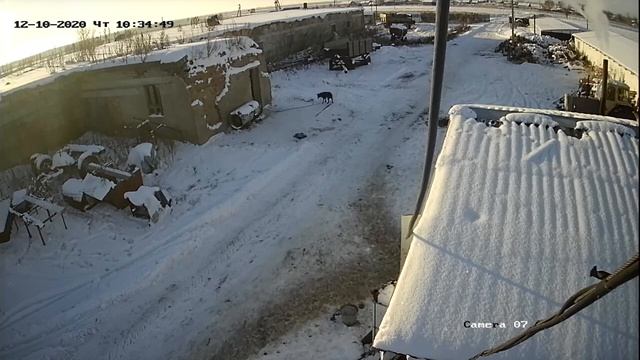 Бешенная лиса смотреть онлайн
