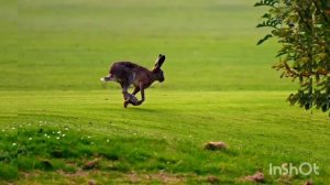 Рассказы о животных для детей/Ч. 1. Аудио рассказы