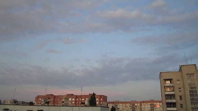 Стрижи в полёте. смотреть онлайн