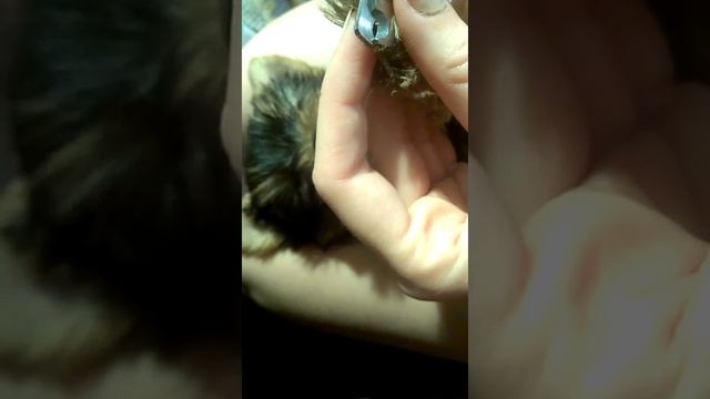 уход за йорком, стрижка лапок смотреть онлайн