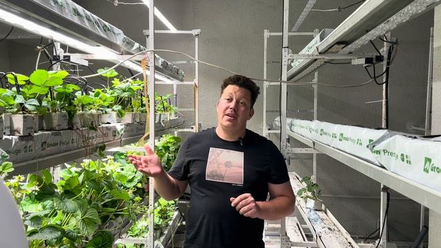 Клубника в подвале. ч.3 смотреть онлайн