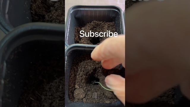 Рассада капусты. #Пикировка #рассада #пересадка #gardening #seeding #nature #огородкруглыйгод смотреть онлайн