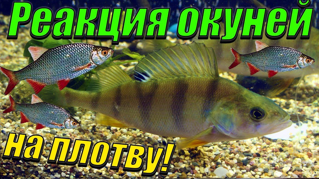 Реакция окуней на плотву! [Кормление окуней] смотреть онлайн