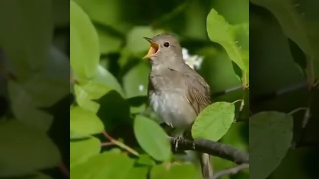 Соловей поет соловушка видео - как же красиво поет соловей! Звуки пения птиц смотреть онлайн