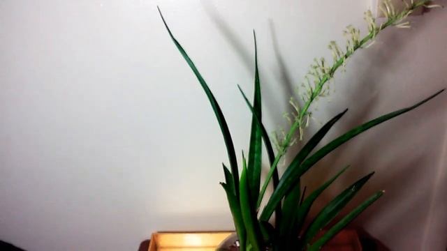 KENYA HYACINTH (SANSEVIERIA PARVA)❤ смотреть онлайн