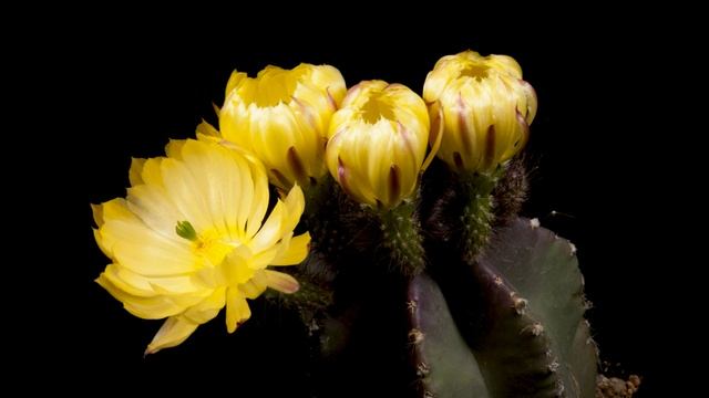 Time Lapse Echinocereus subinermis, Mexico (4K) смотреть онлайн
