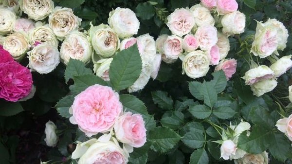 Обзор сорта розы 'Pashmina' ('Pompon Flower Circus') - честный отзыв ландшафтного дизайнера.