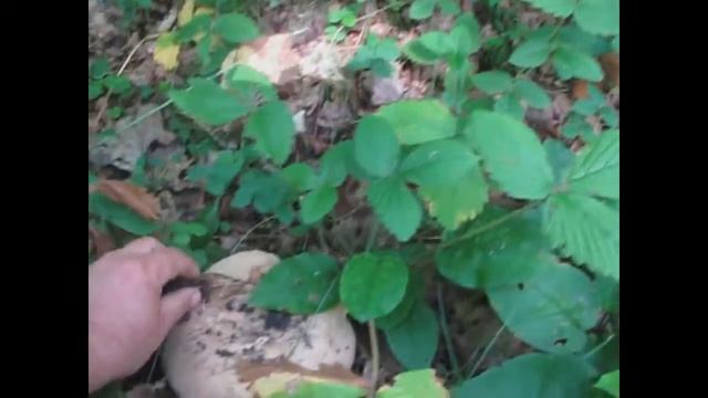 В лес по грибы смотреть онлайн