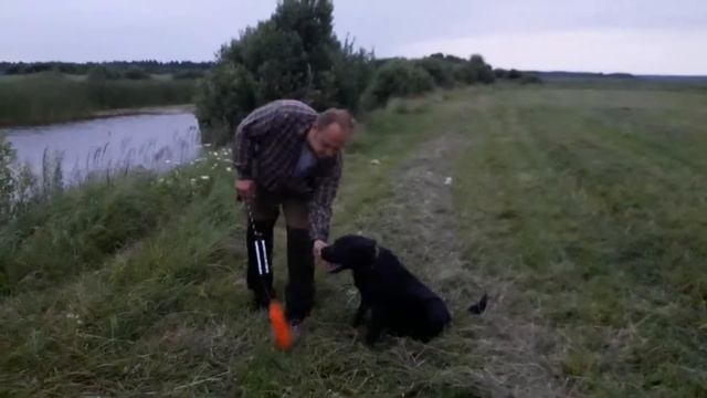 # 10 Аппортировка из воды Лабрадор и Дратхаар смотреть онлайн