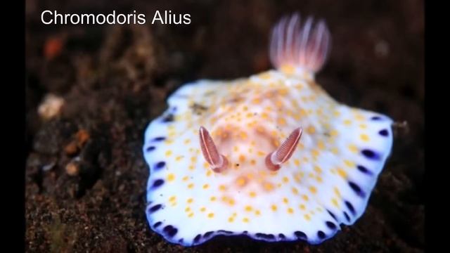 Необычные жители морских глубин - ну чем не пришельцы смотреть онлайн