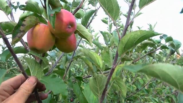 Восхитительный вкус с мандариновым ароматом / Яблоня РУБИНЕТТА РОССО смотреть онлайн