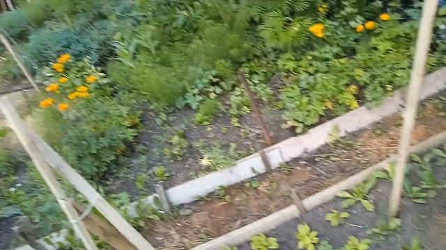 СОВМЕЩЕННАЯ ПОСАДКА ГЕЙХЕР И ТОМАТОВ. КЛАДКИ ЯИЦ ВРЕДИТЕЛЕЙ.