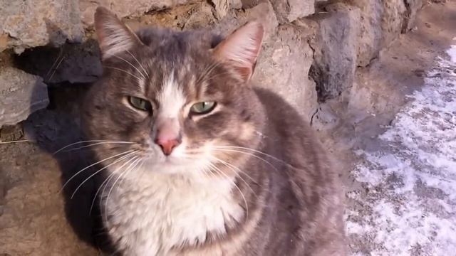 Бывшие хозяева вышвырнули кота умирать на улицу смотреть онлайн