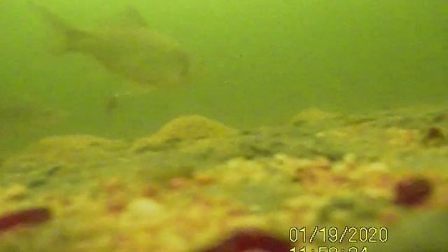 Карась. Подледная съемка.Озеро Большой Камаган Курганской области 19.01.2020 смотреть онлайн