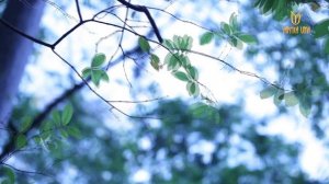 Звуки природы, пение птиц, Звуки Леса, для релаксации, сна, Медитации