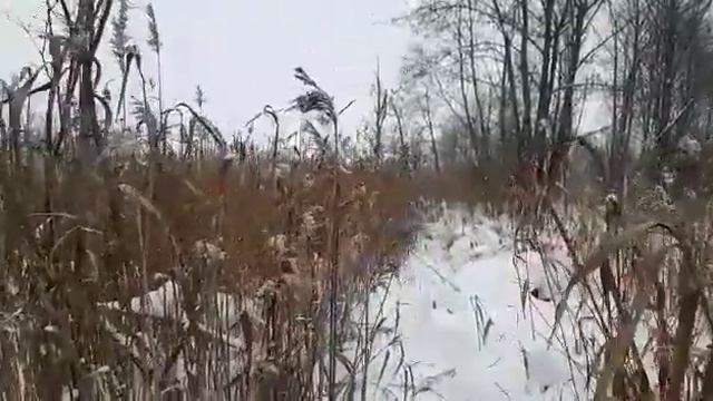 идем на бобра смотреть онлайн