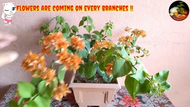 Simple & Easy Way To Start A Bougainvillea Bonsai !! смотреть онлайн