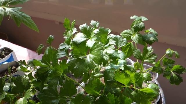 304. ПОСМОТРИТЕ - ТАКУЮ РАССАДУ МОЖНО ВЫСАЖИВАТЬ 2019 смотреть онлайн