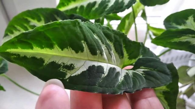 Сингониум Вендланда Orm ped. смотреть онлайн