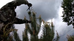 Обрезка сосны на участке. Формирование кроны сосны. Живая изгородь