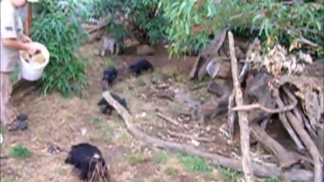 Тасманский дьявол: дьявольские крики на острове Тасмания. Животные Австралии смотреть онлайн